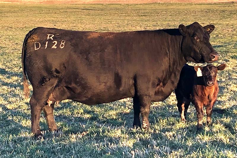 Tehama Pride Dent D128